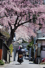 桜の町で
