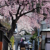 桜の町で