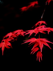 紅雷