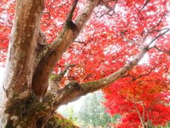 輝く紅葉樹