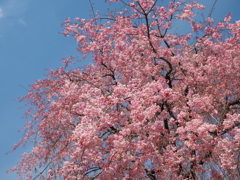 空染桜