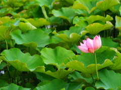 桃一点