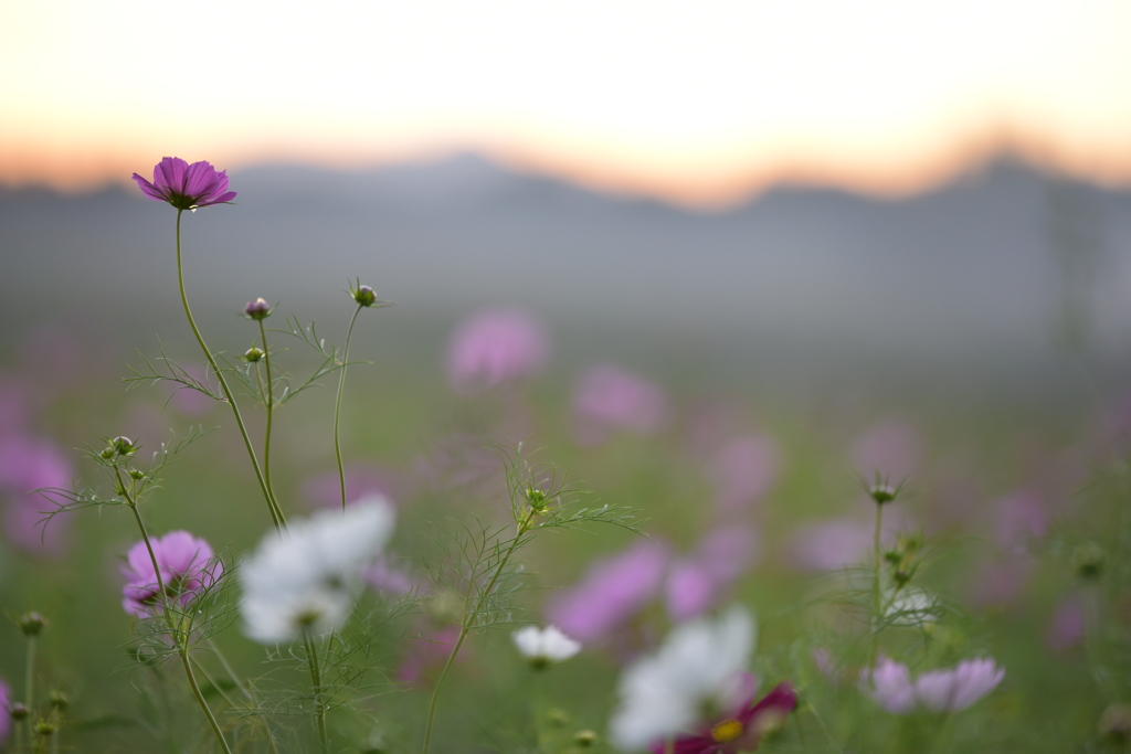 黄昏秋桜