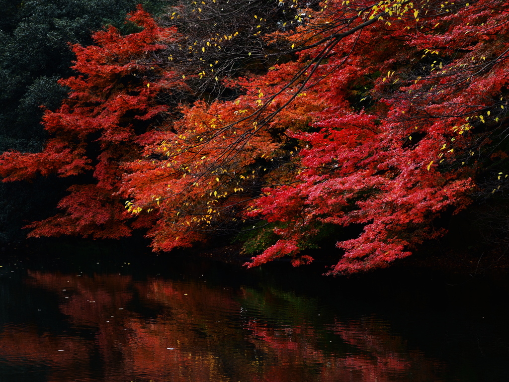 紅き水面