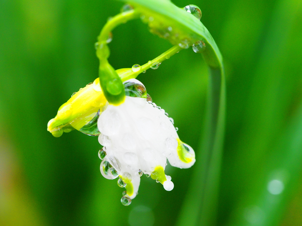drop　bell