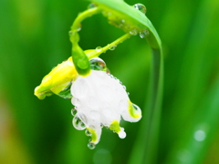 drop　bell