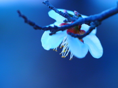 深淵の梅花