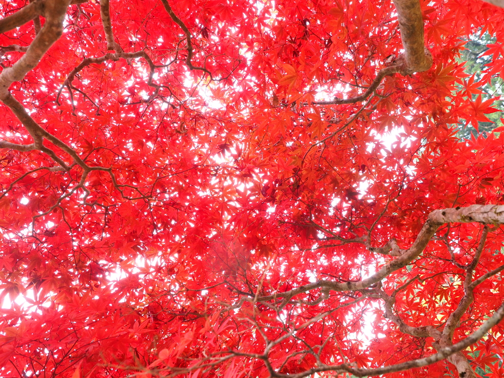 空は紅く染まりて