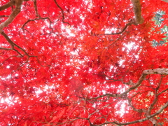 空は紅く染まりて