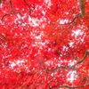 空は紅く染まりて