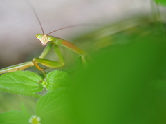 がおー