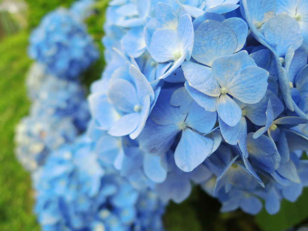 紫陽花