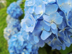 紫陽花