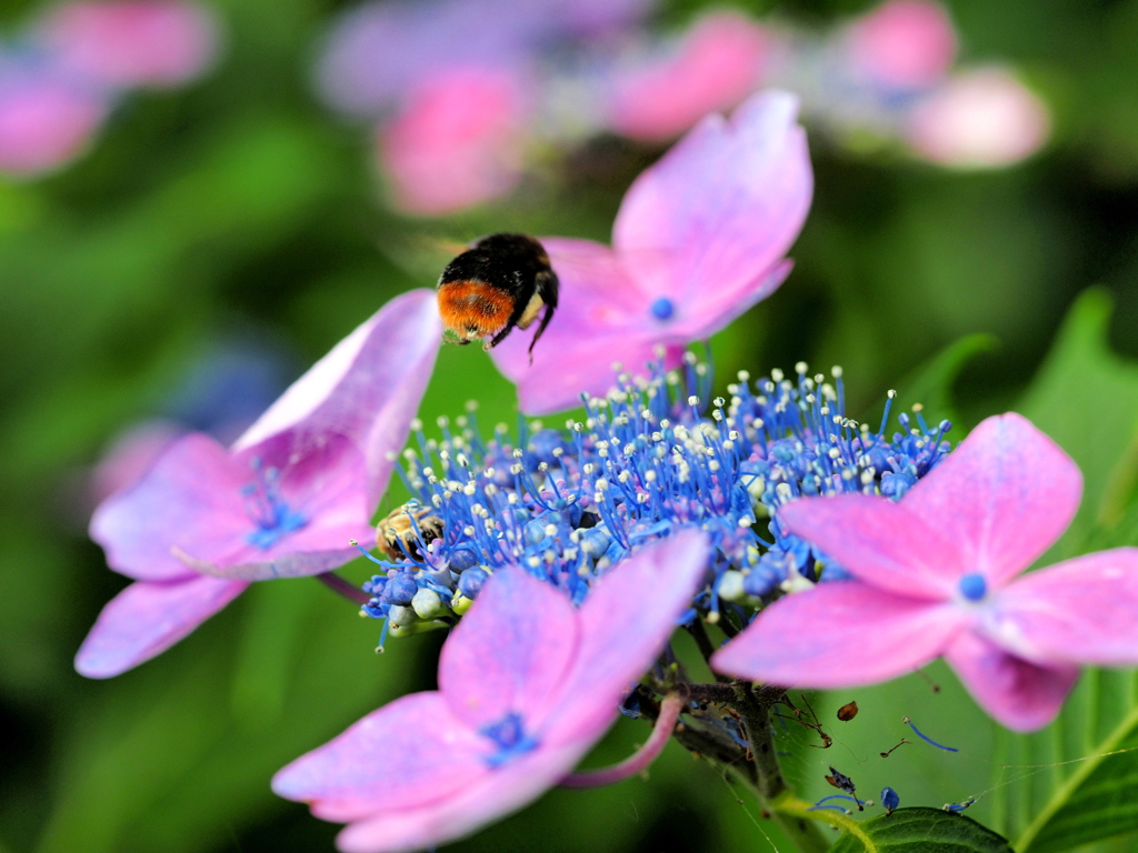 雨の合間の蜜集め