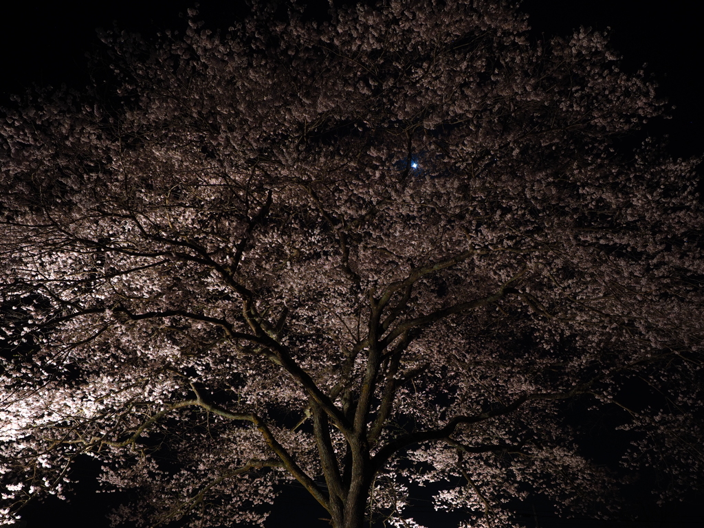 夜桜