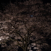 夜桜