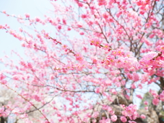 春爛漫