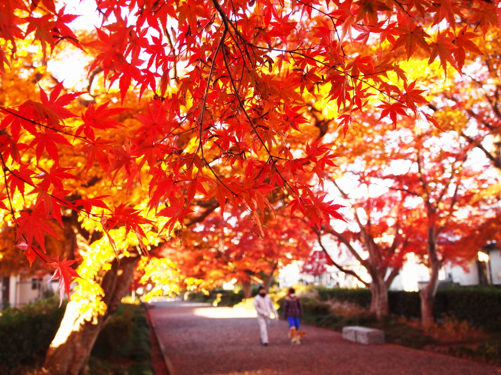 紅葉散歩