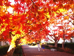 紅葉散歩