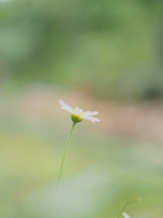 君想う