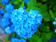 blue　heart