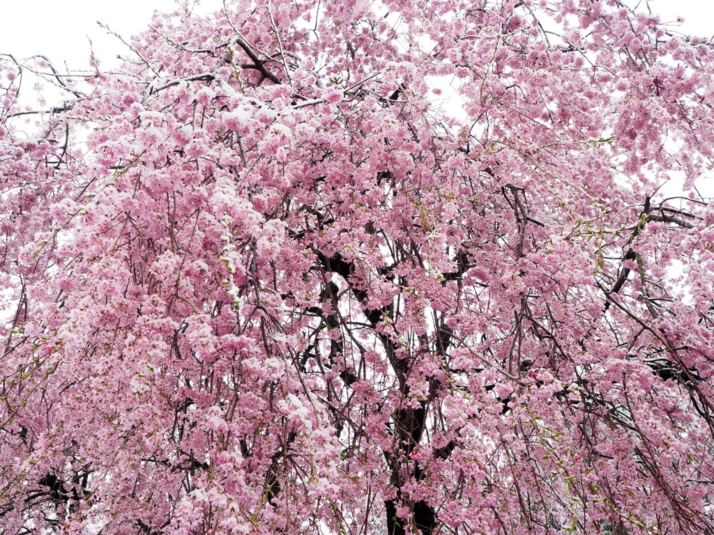 雪桜