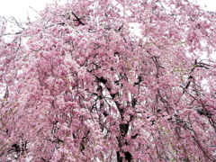 雪桜