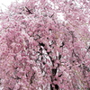 雪桜