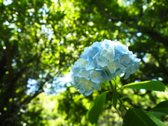 木漏れ日賛歌