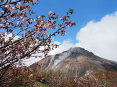 峰桜と茶臼岳