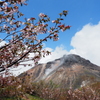 峰桜と茶臼岳