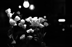 夜に咲く花