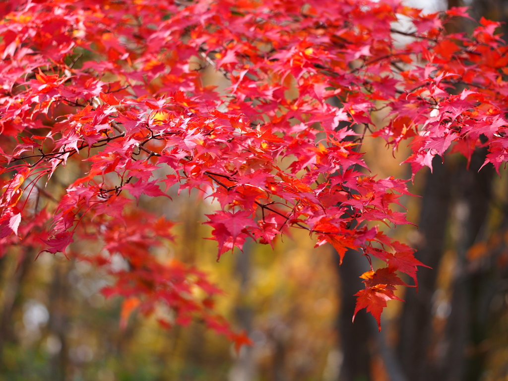 朱差す森