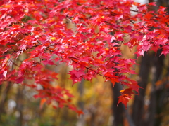 朱差す森
