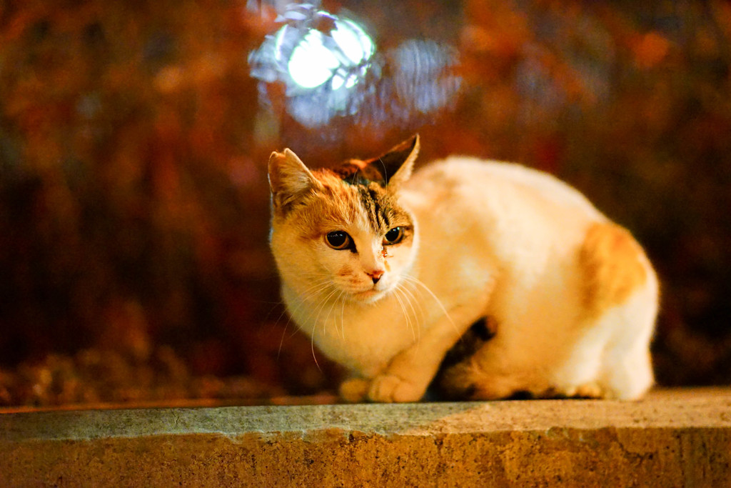 夜ねこ