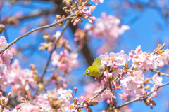 春の定番