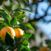 みかん