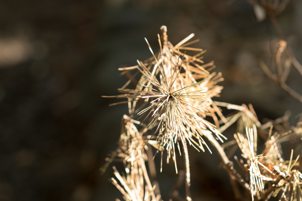 針葉花火