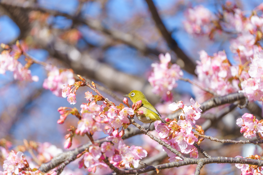 春の定番2