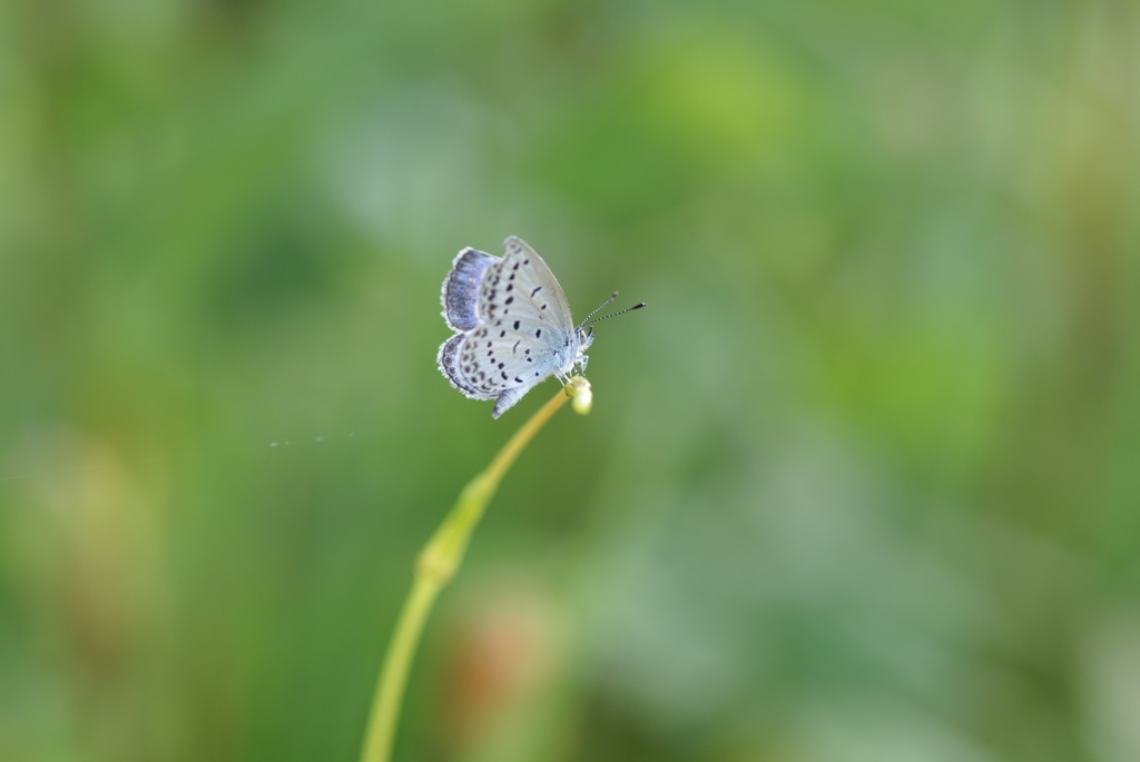 気取り屋　蝶々