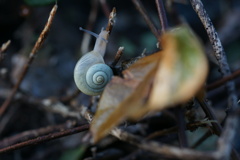 小さな夢先案内人