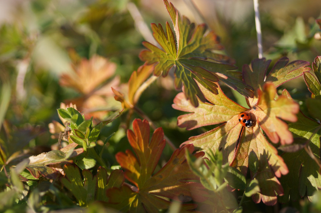 resize1593