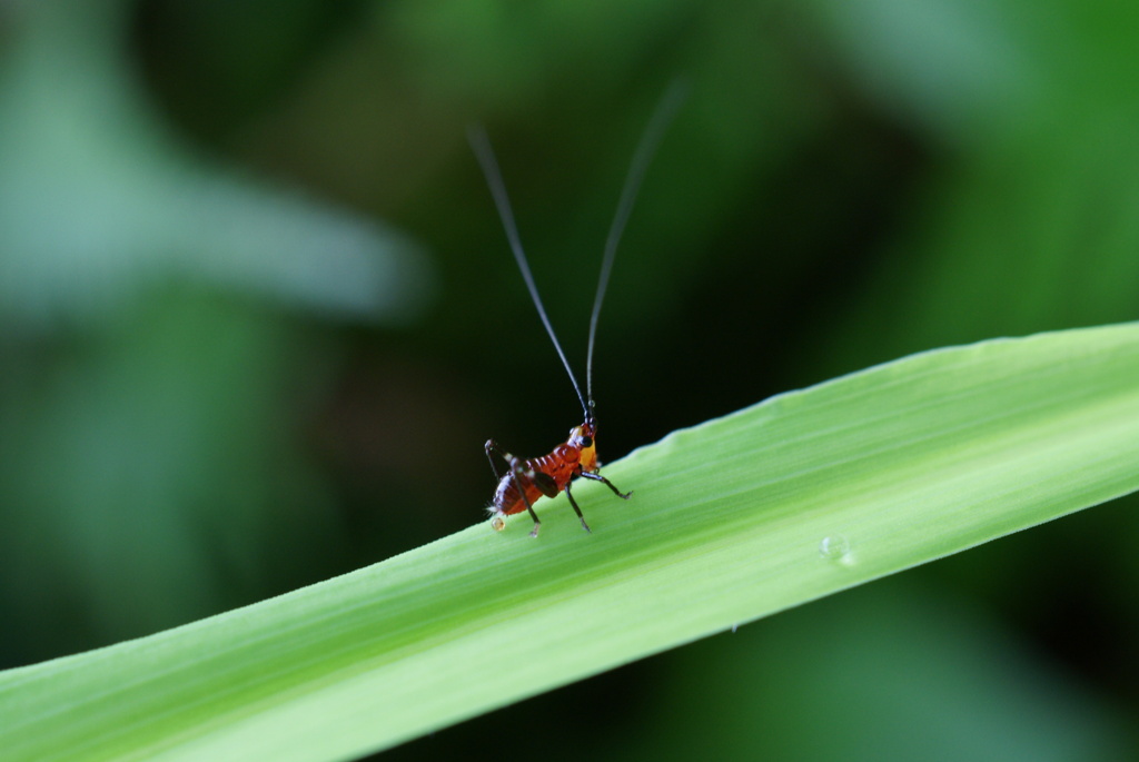 ちっちゃなキリギリス君？