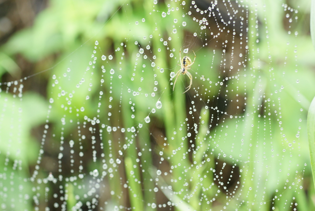 蜘蛛の　宝石屋さん
