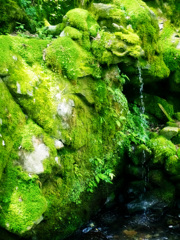 苔の竜