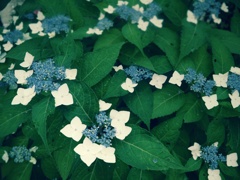額紫陽花