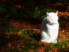 お地蔵様の様な猫