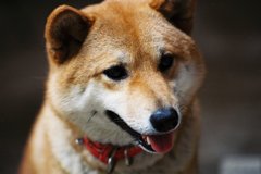 2005-03　shima