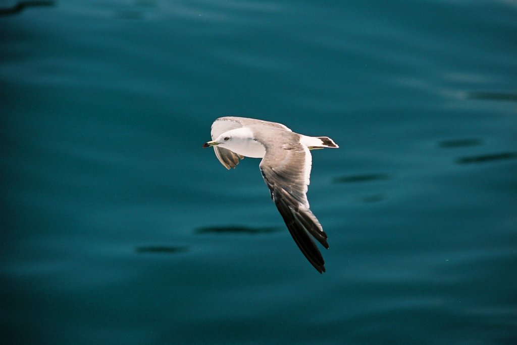 seagul