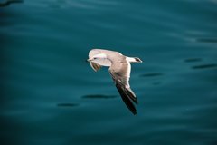 seagul